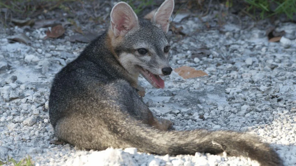 Cozumel Dwarf Fox Captured on Camera After 20-Year Silence