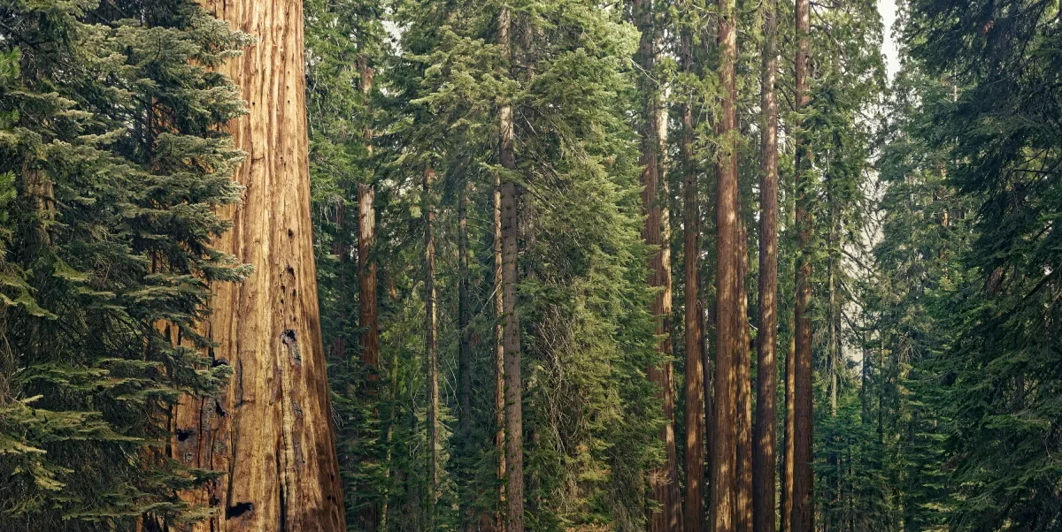 Sequoia Capital divides into three firms, separating China and India businesses.