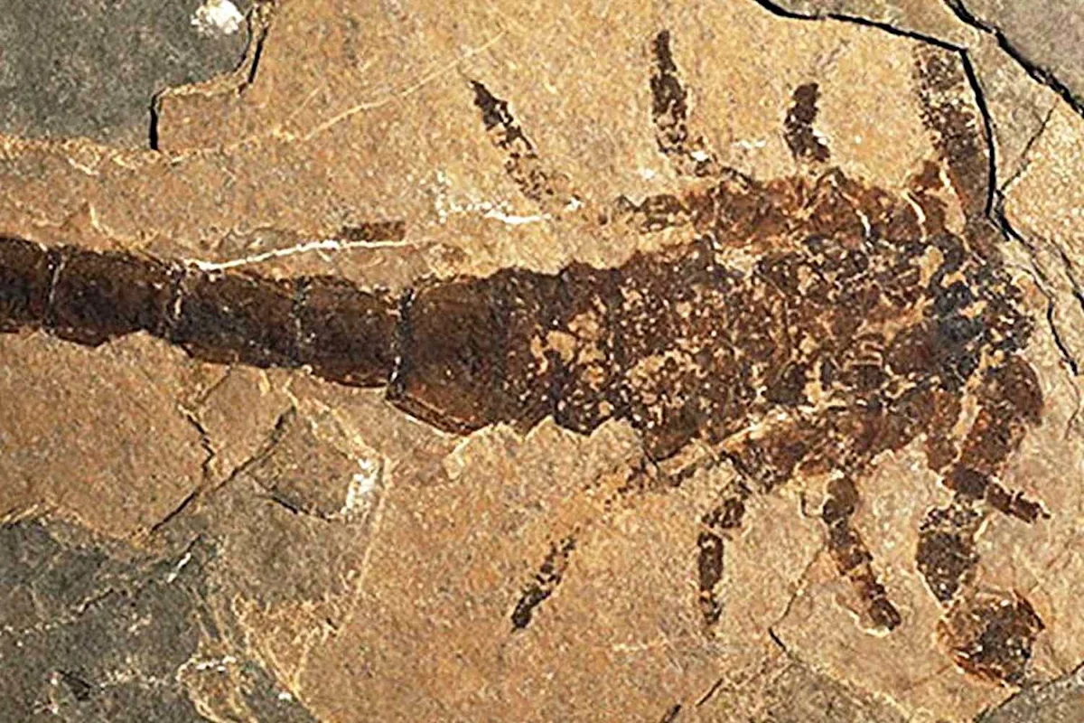 Giant Devonian Scorpion Confirmed as Earth's Largest Ancient Predator