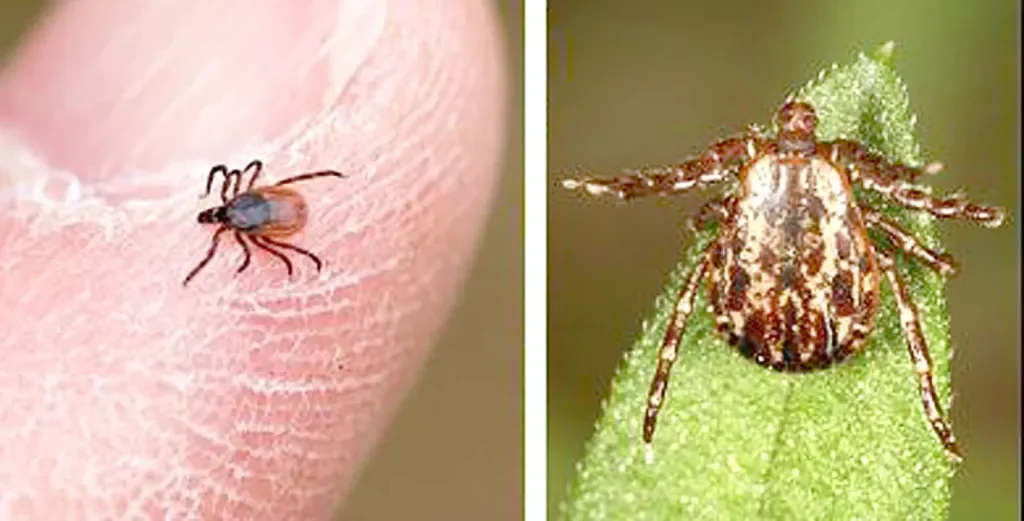 Powassan Tick Risk Grows in Minnesota’s Gull Lake Region