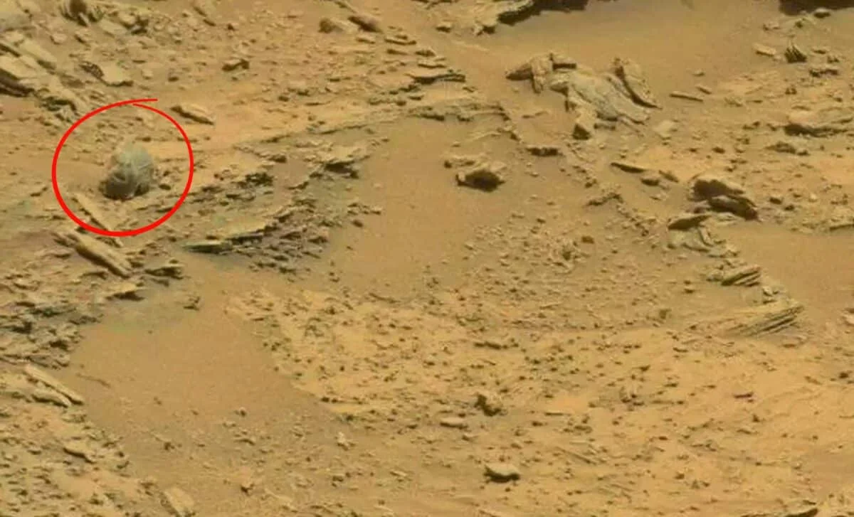Mars Life Claims Spark Debate as Curiosity Images Are Analyzed for Insects and Reptiles
