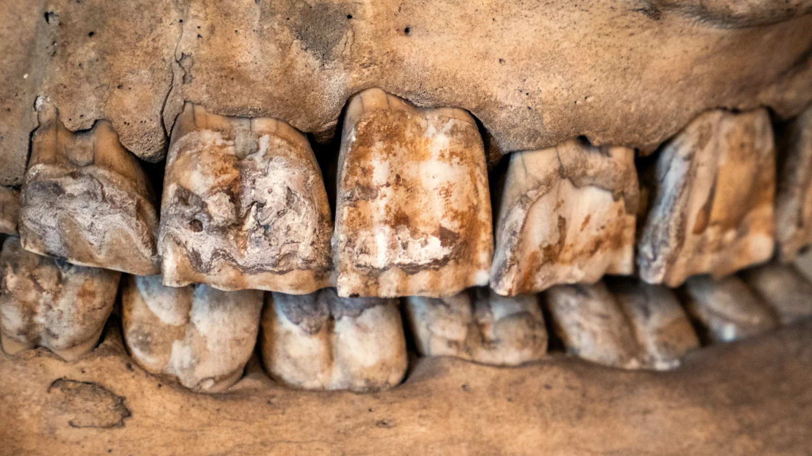 Neanderthals Turned Rhino Teeth into Multitools for Stone Work