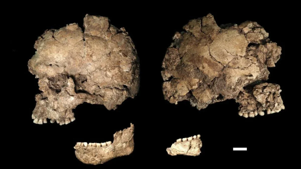 Earliest Known Face-Wound Hints at Violence Among Early Humans