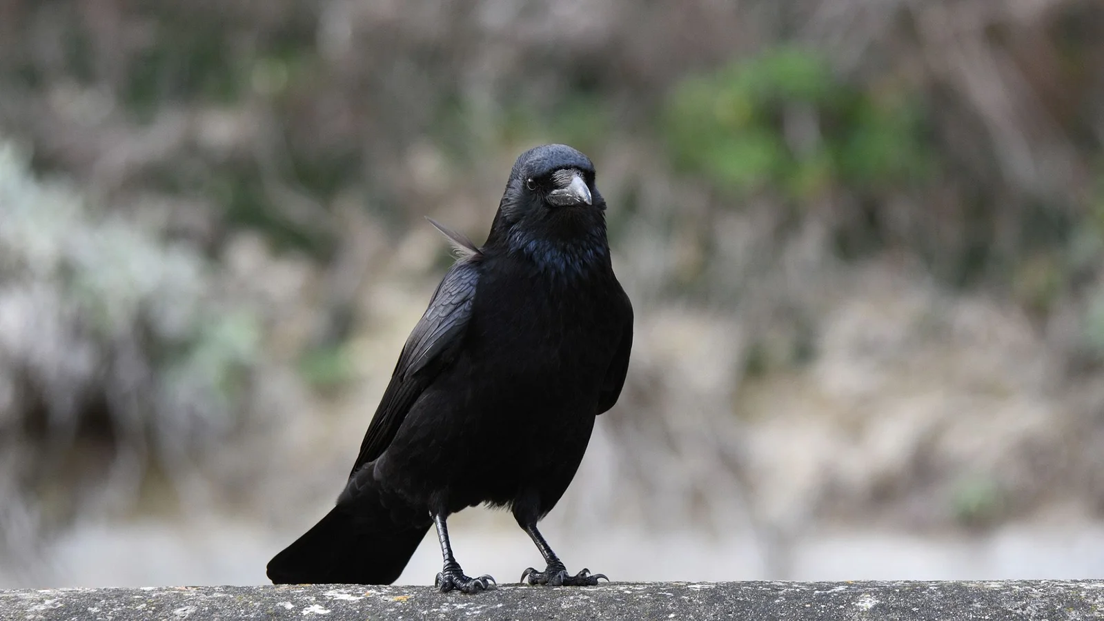 Crows Reveal an Ancient Foundation for Math: Zero, Probability, and the Neural Roots of Numbers