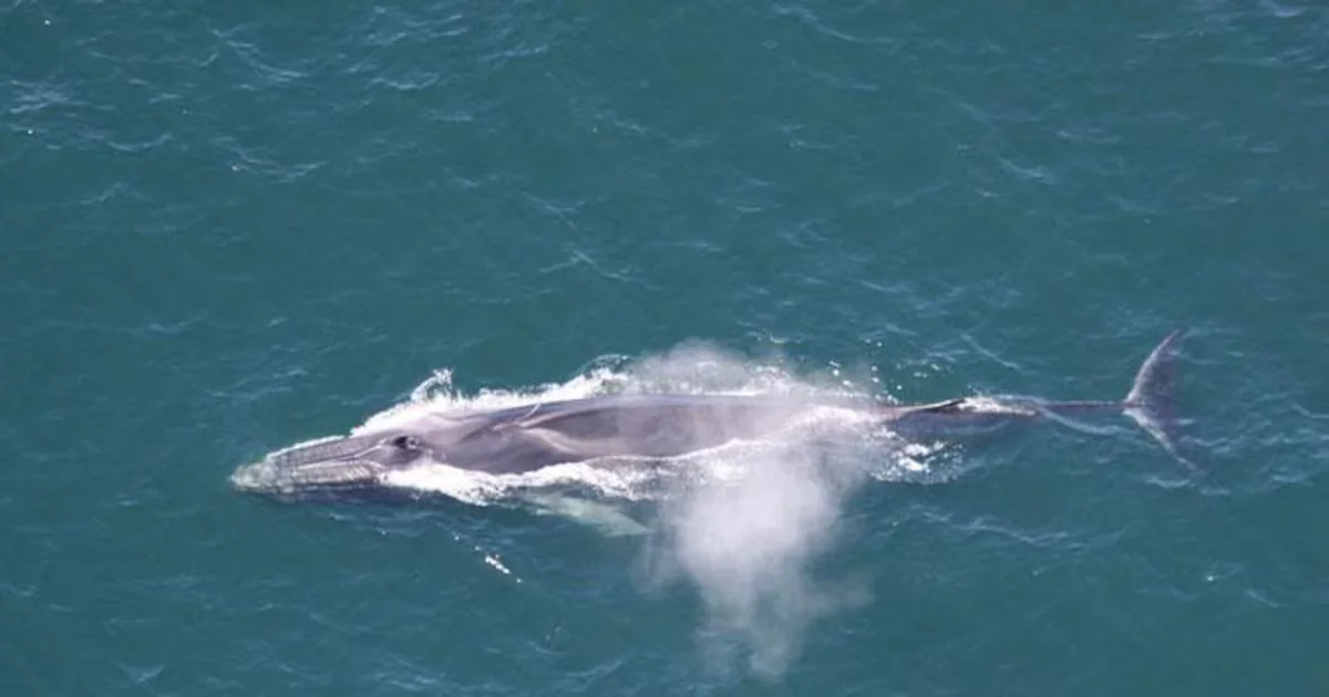 Fin Whale Carcass Spoils Bow of Seward Cruise Ship