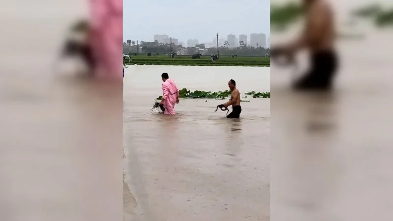 Snake-Infested Floods Hit Hengzhou After Typhoon Maysak