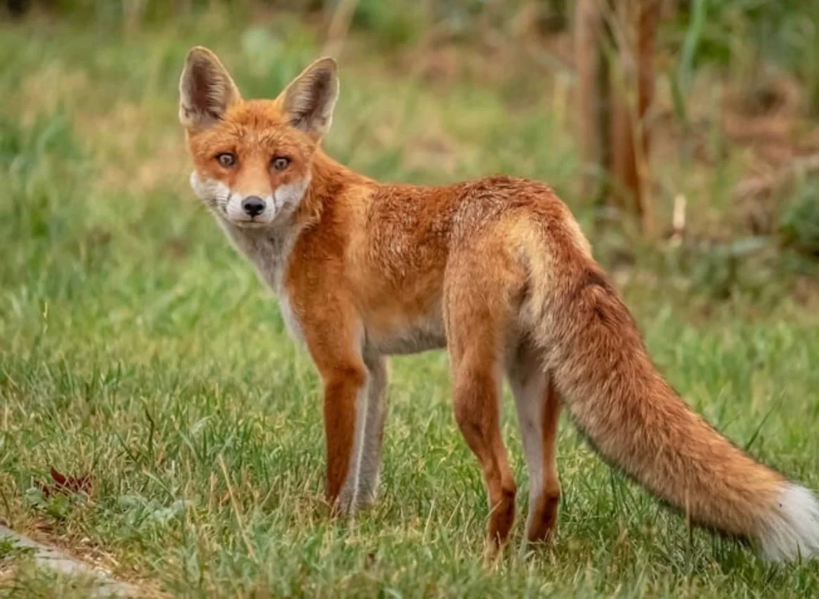 Rockville Warns of Rabid Fox Attacks on Person and Pets