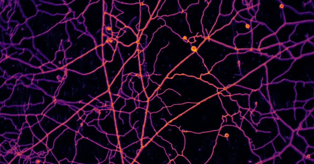 Earth's Hidden Fungal Webs Stretch 68 Quadrillion Miles