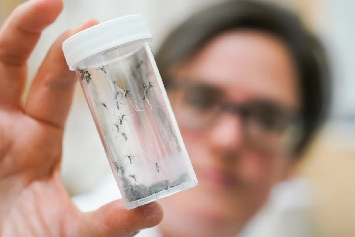 DC Deploys 600,000 Sterile Male Mosquitoes to Curb Biting Pests