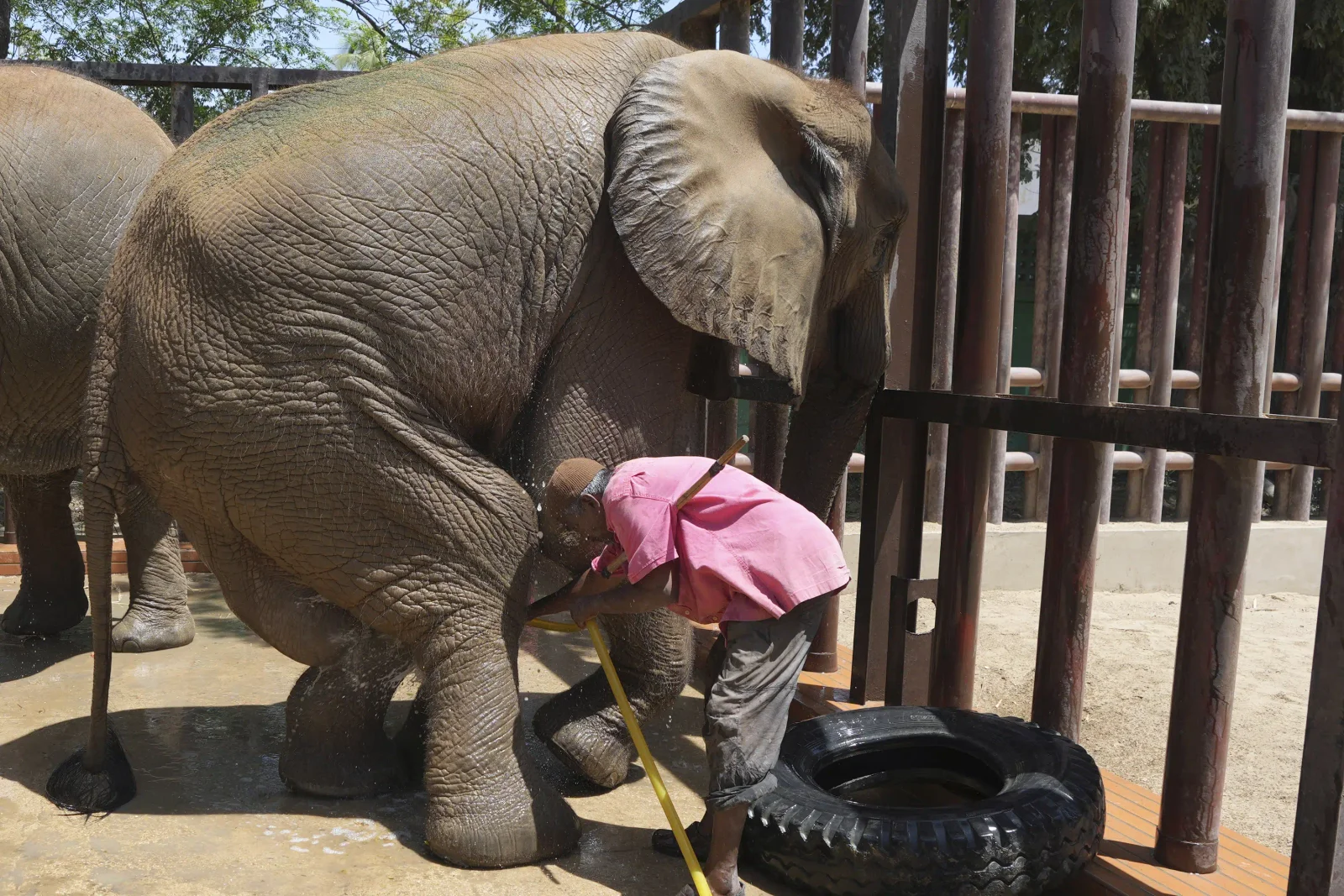 International vets treat sick elephant in Pakistani zoo.