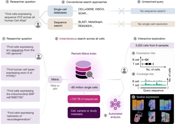 Malva: a rapid, reference-free search engine for single-cell sequence data