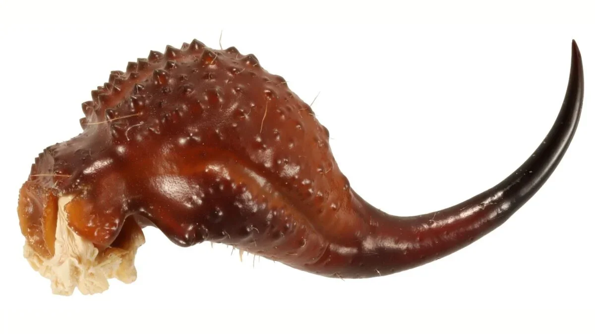 Scorpions’ Claws and Stingers Harbor Metals, Study Finds