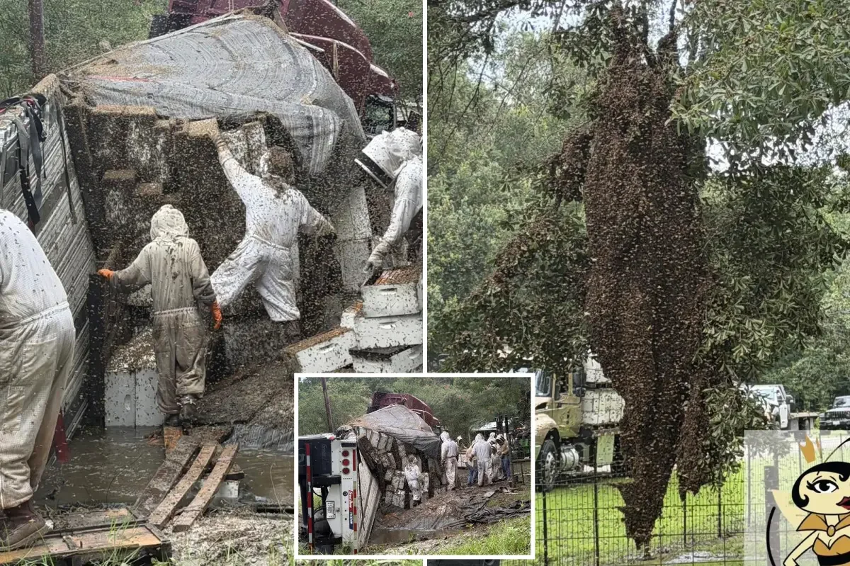 2 Million Bees Escape After Texas Beehive Truck Crash