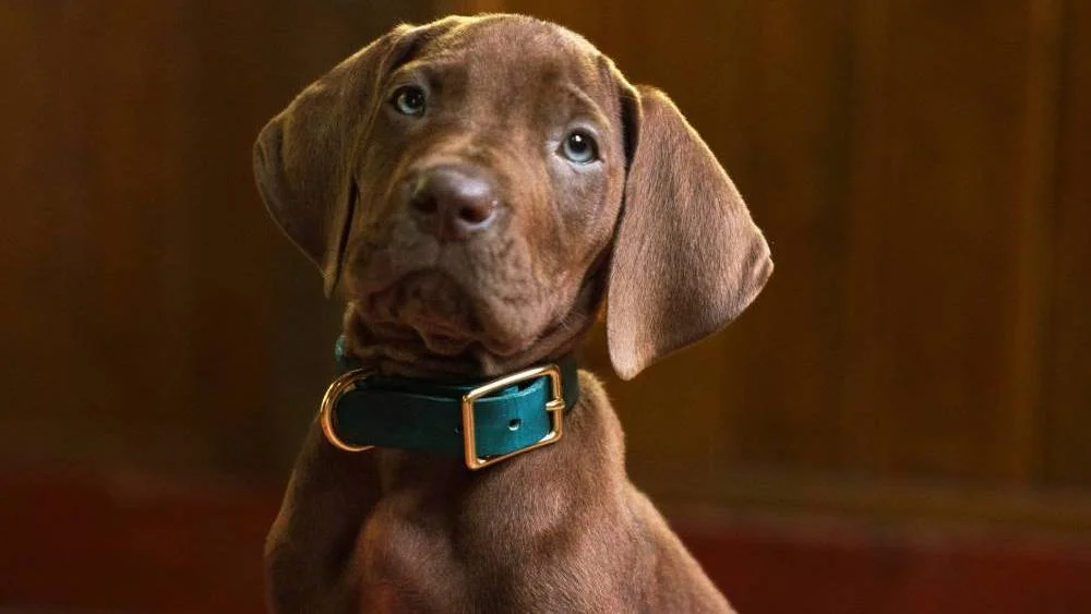 Netflix's Scooby-Doo Live-Action Series Sets 2027 Debut With First Look