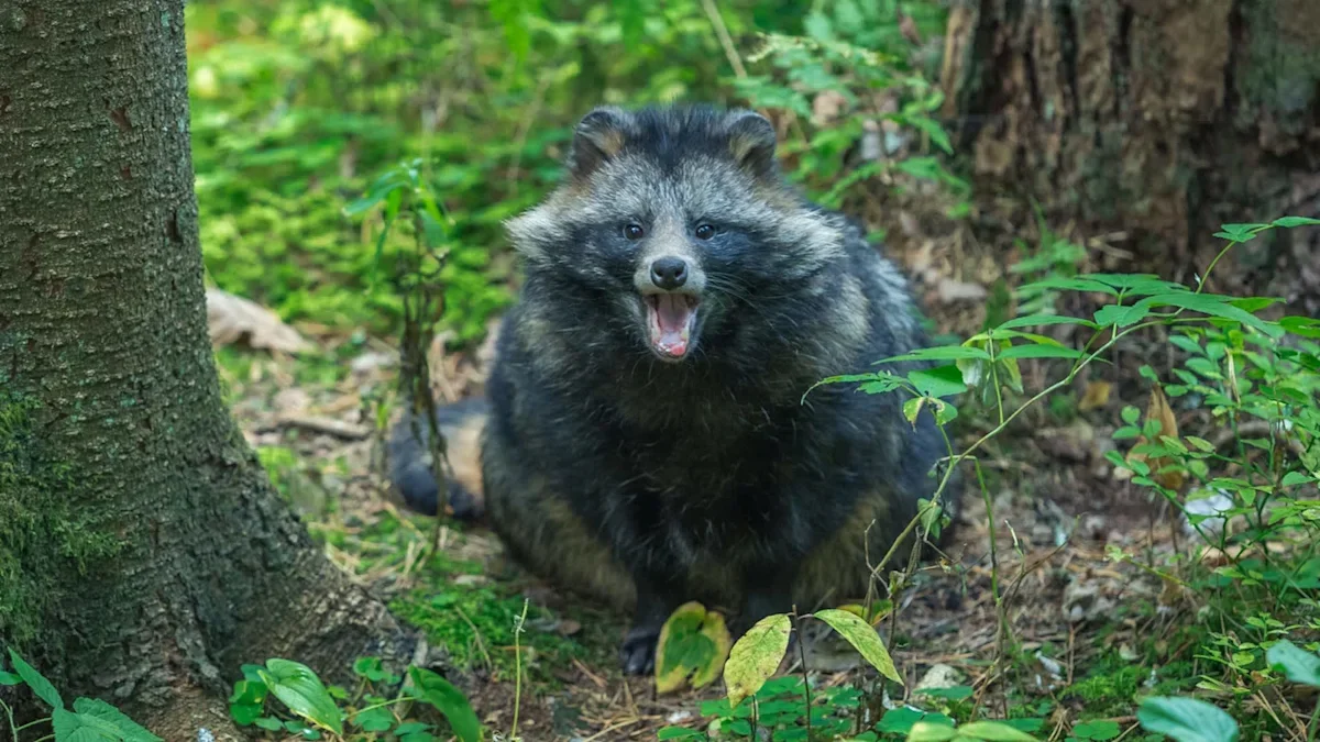 NJ town weighs rabies bait plan after two daytime raccoon attacks