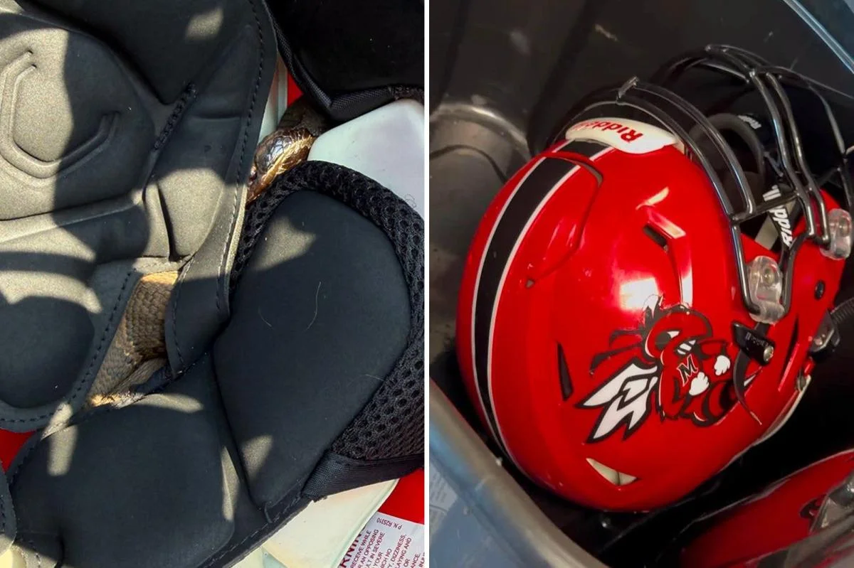 Snake found in high school football helmet during Arkansas practice