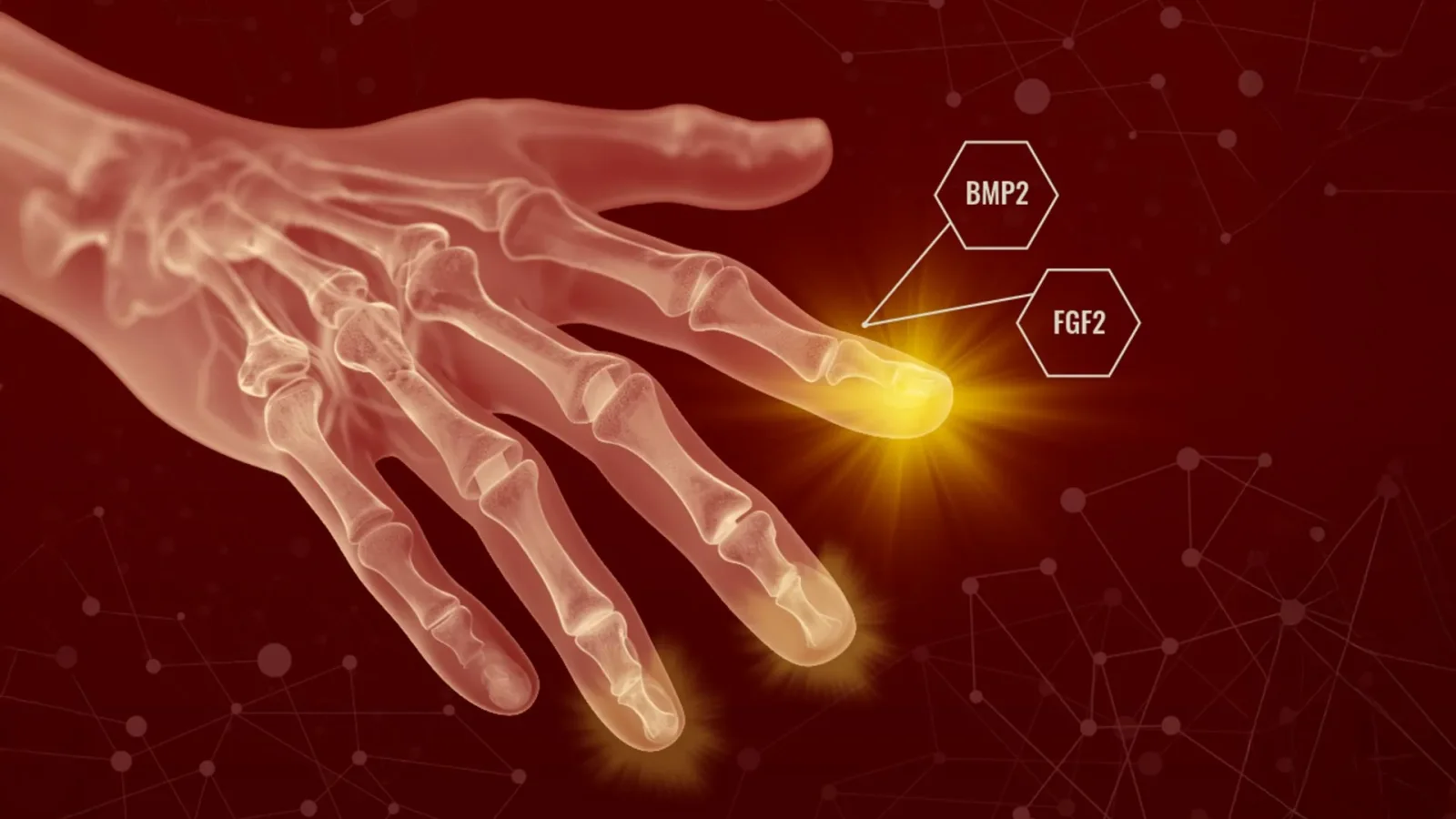 Two-step growth-factor therapy hints at hidden regenerative powers in mammals