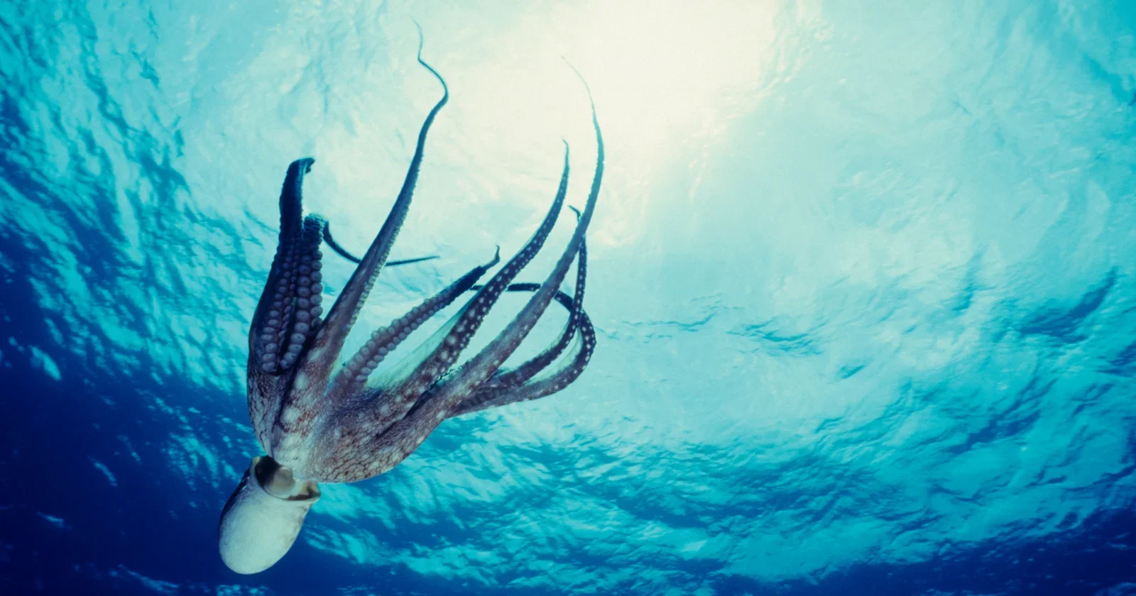 Eight-armed cognition: Octopus intelligence is distributed across its limbs