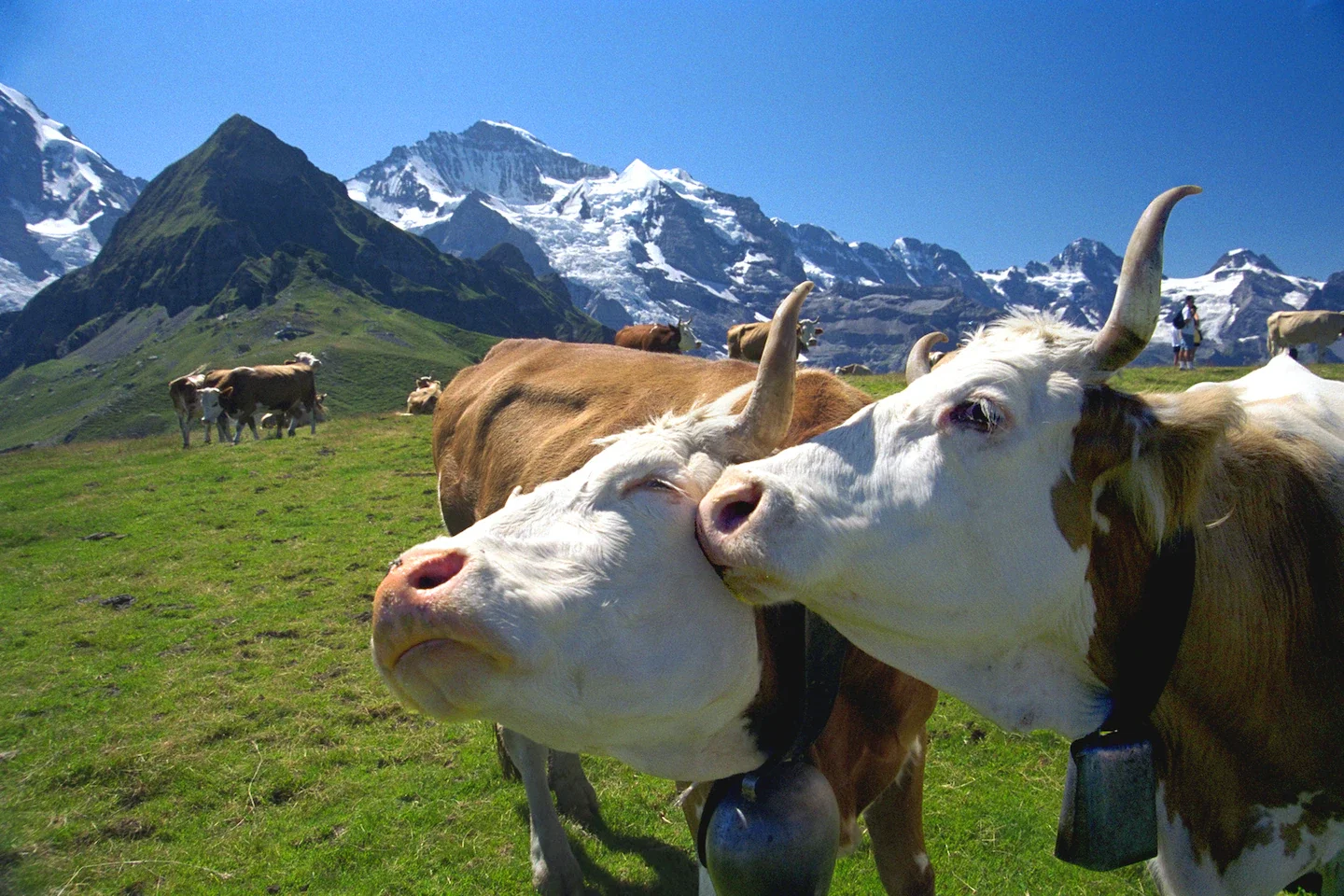 Rick Steves’ Alpine Europe: hikes, culture and budget-friendly routes