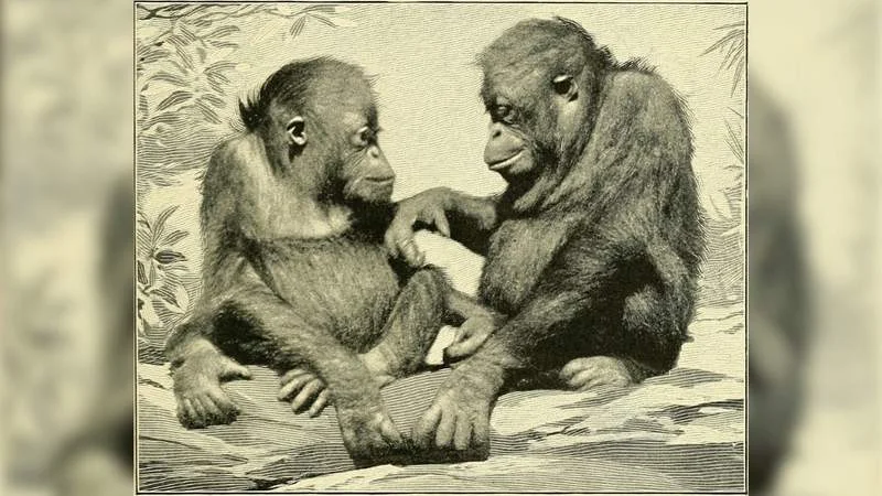 Egyptian jaw fossil prompts rethink of ape origins