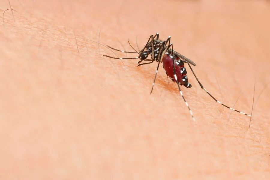 Idaho reports first West Nile meningitis case of the season, urging mosquito bite precautions
