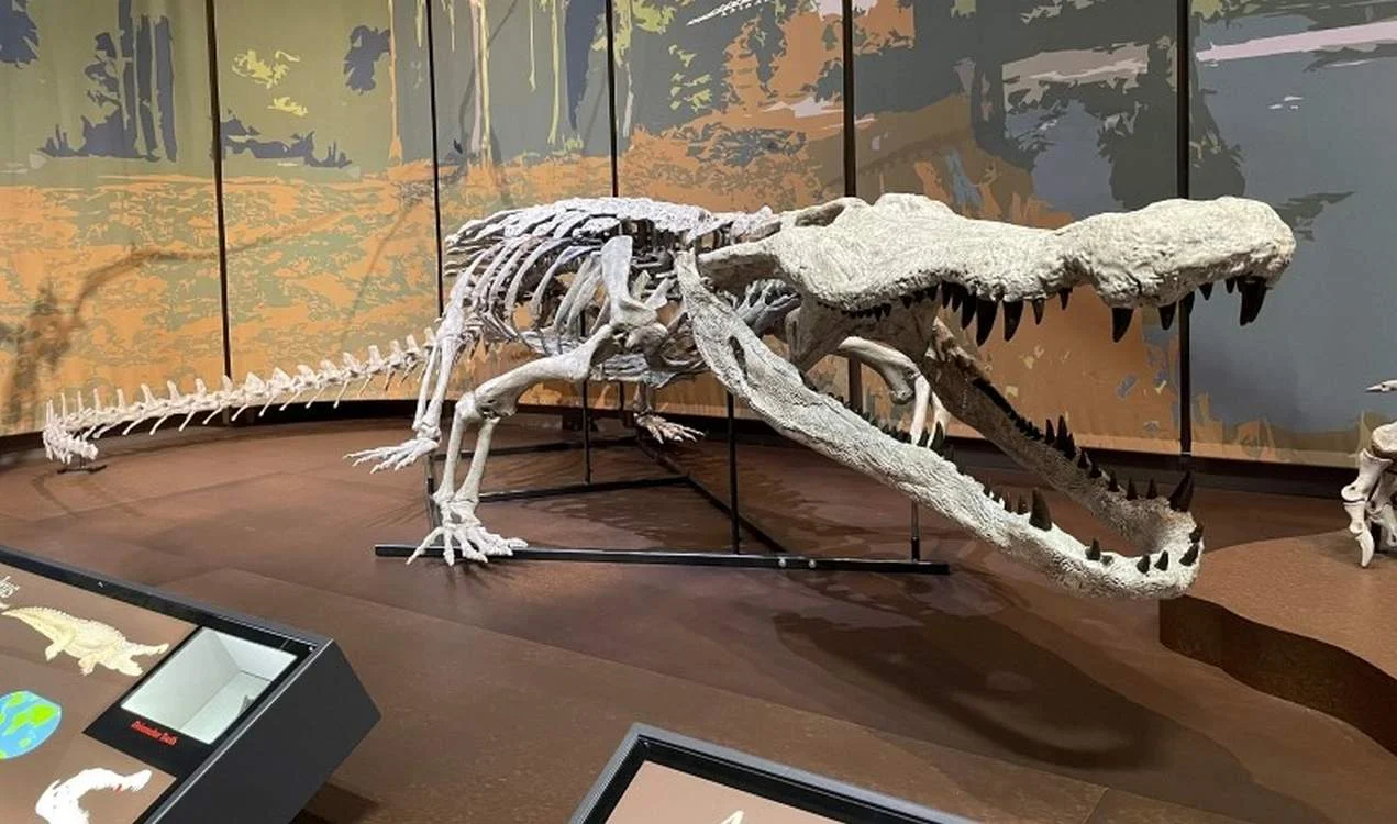 Georgia Museum Unveils 30-Foot Deinosuchus Skeleton Replica