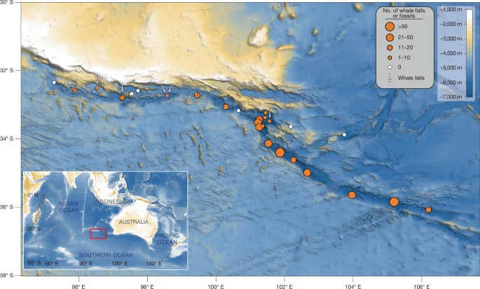 5.3-million-year-old whale necropolis unveils ancient deep-sea cetacean evolution