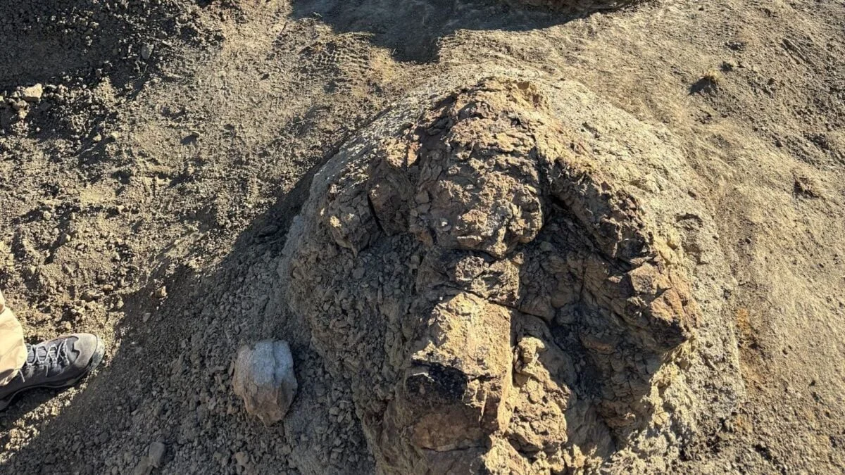 Tracks of a Titan: New T. rex Footprints Reveal Its Ancient Walk