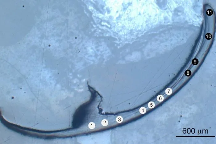 Worm jaws reveal a new metal-like material class