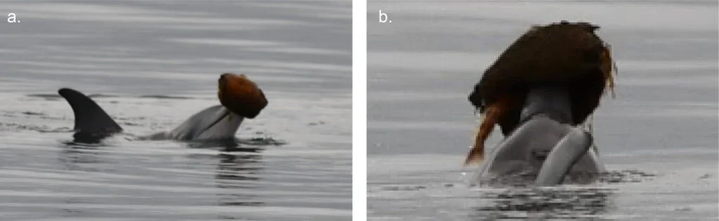 Across Australia, Dolphins Independently Invent Shell-Driven Fishing