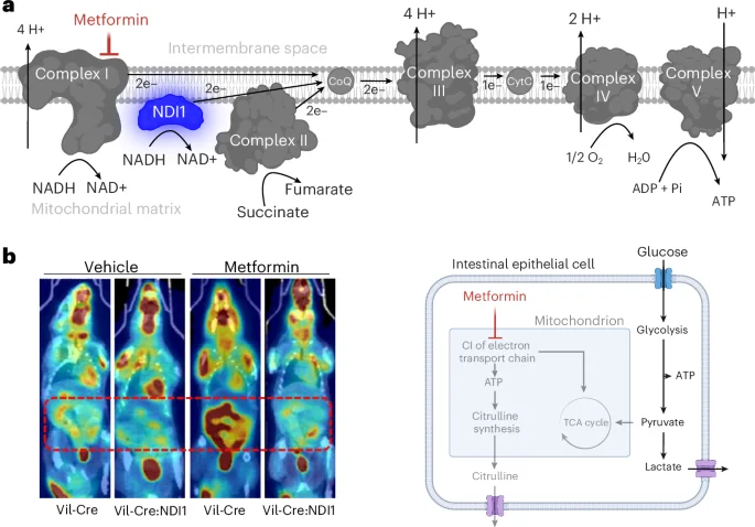 Metformin targets gut mitochondria to boost glycemic control
