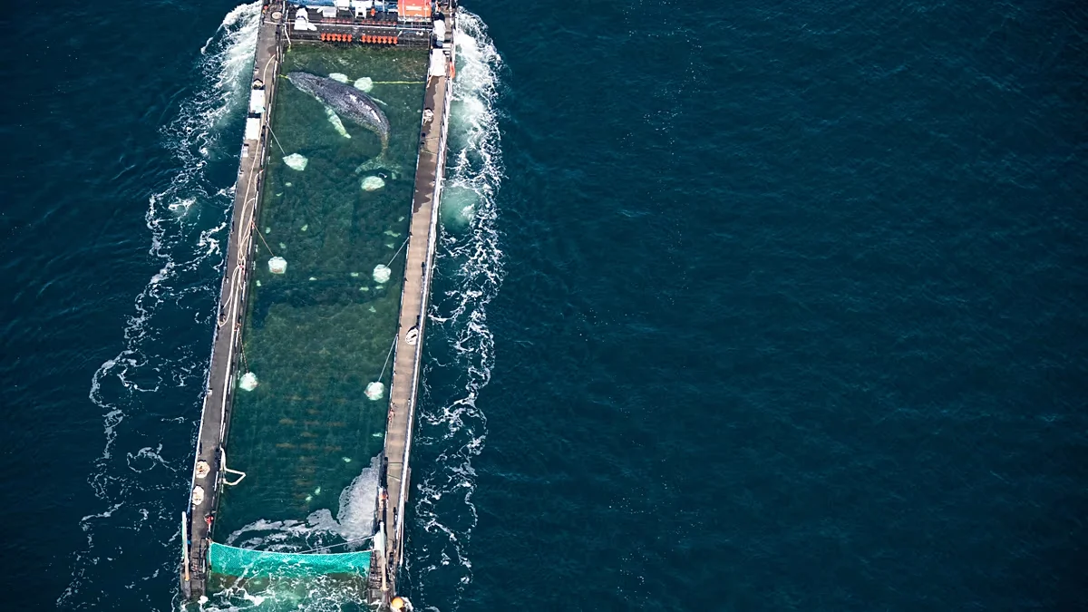 Timmy the humpback: suspected death after release into a busy North Sea shipping lane