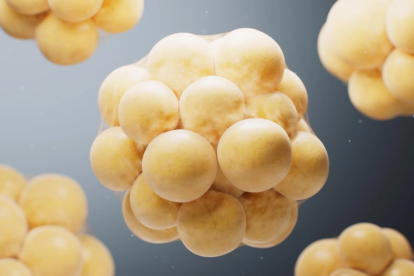 Diet–Gut Signals Flip White Fat into Calorie-Burning Beige Fat in Mice