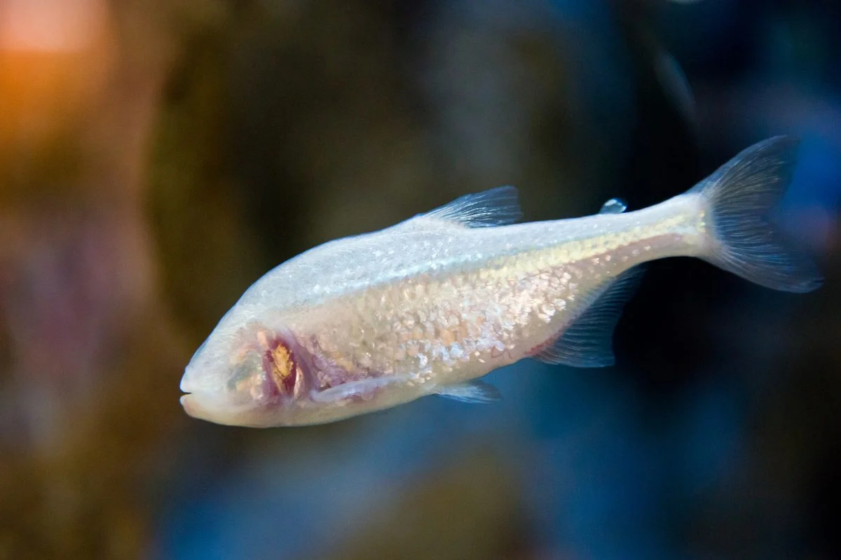 Light Awakens the Darkness: Blind Cavefish Move More in Illumination