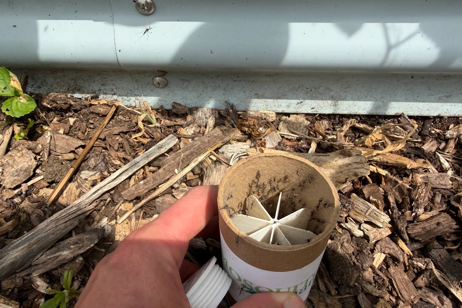 DC-Area Mosquito Control Goes High-Tech With 600,000 Wolbachia-Infected Males