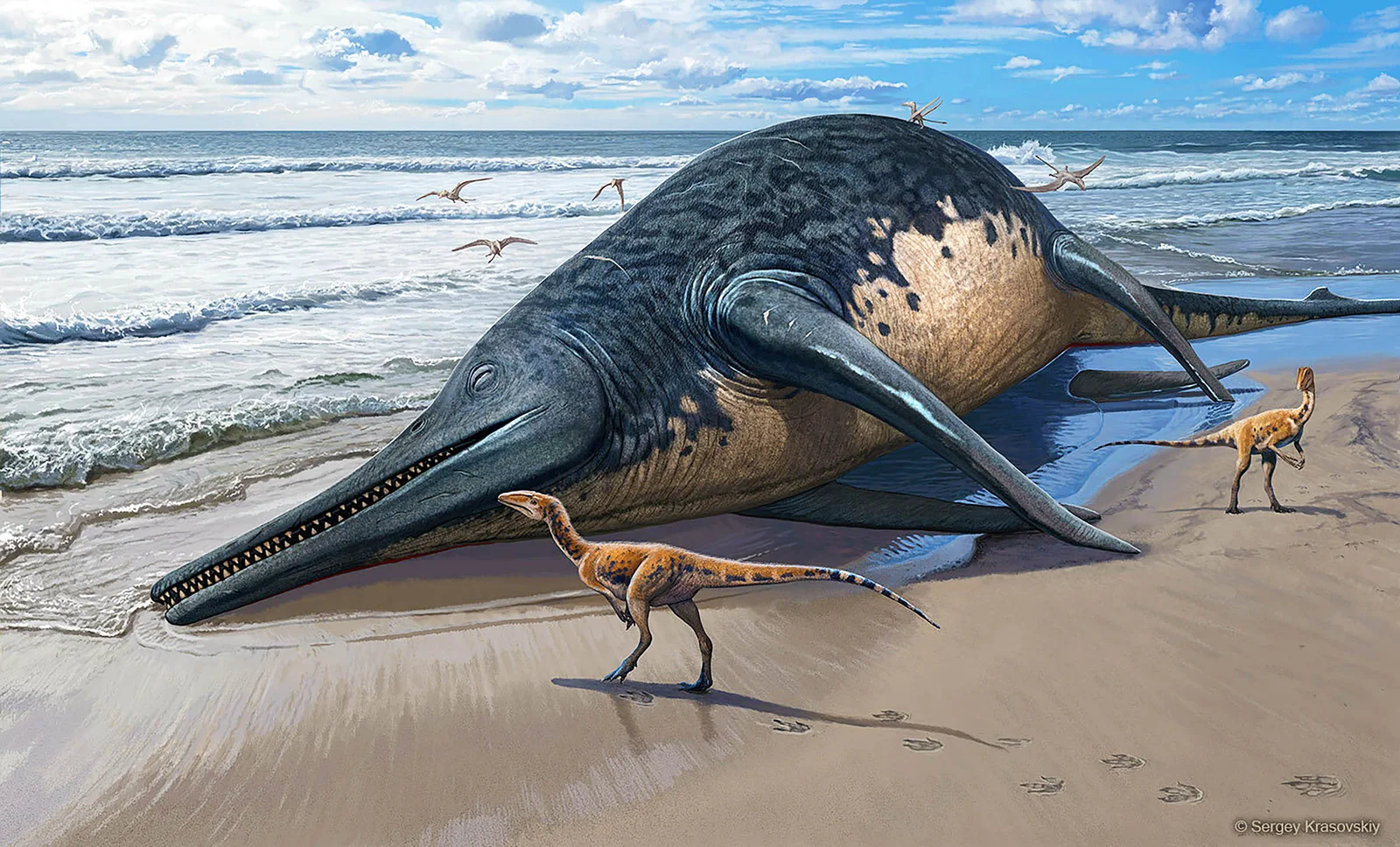 Girl on a UK beach uncovers jaw of giant Triassic ichthyosaur