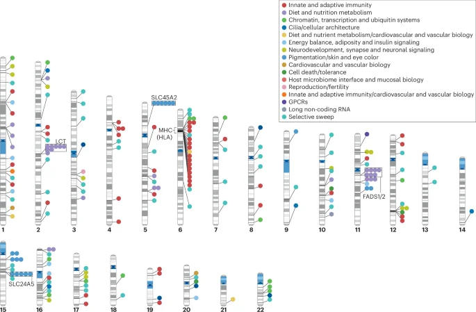 Ancient DNA Maps the Long Arc of Human Adaptation