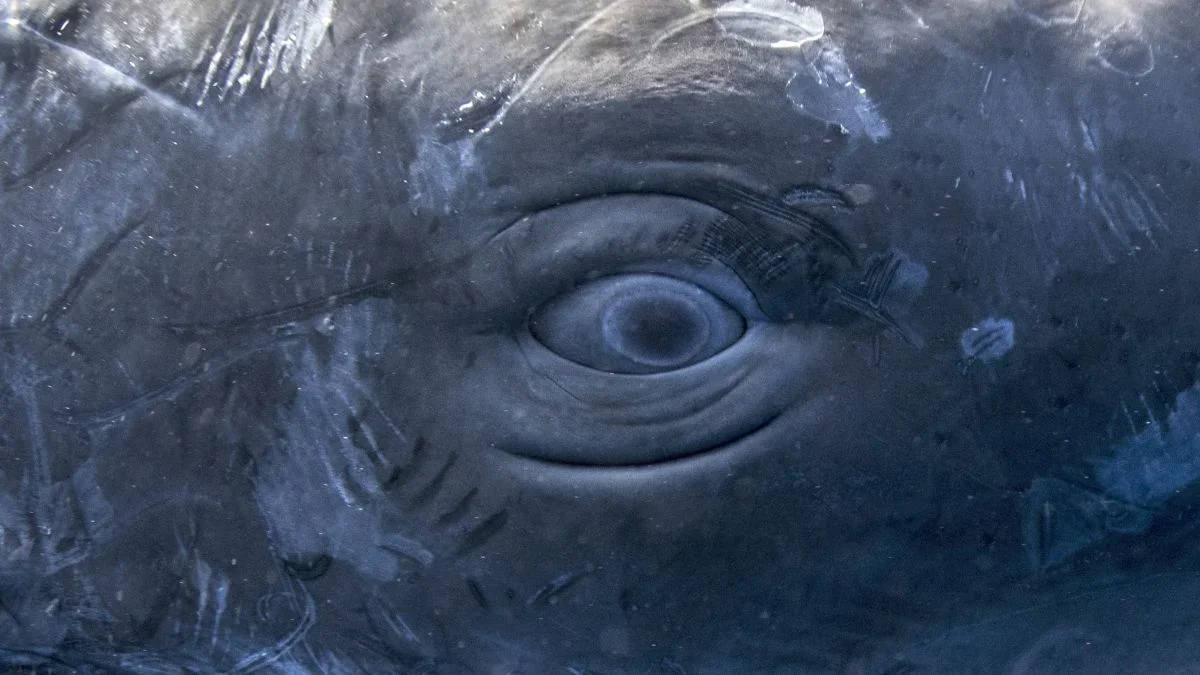 Sperm Whale Codas Reveal Human-Like Phonology