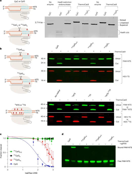 ThermoCas9: a methylation-sensitive CRISPR enzyme enabling epigenetic-aware editing