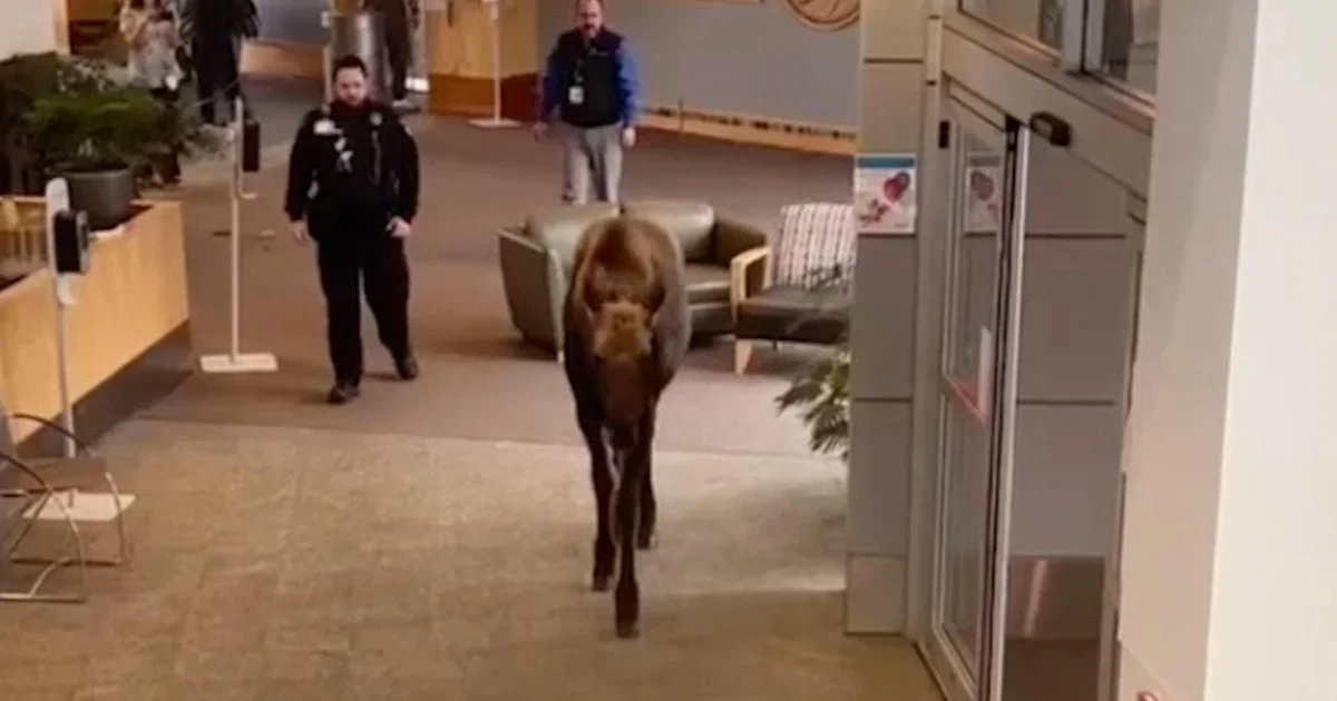 Moose Invades Alaska Hospital for a Snack