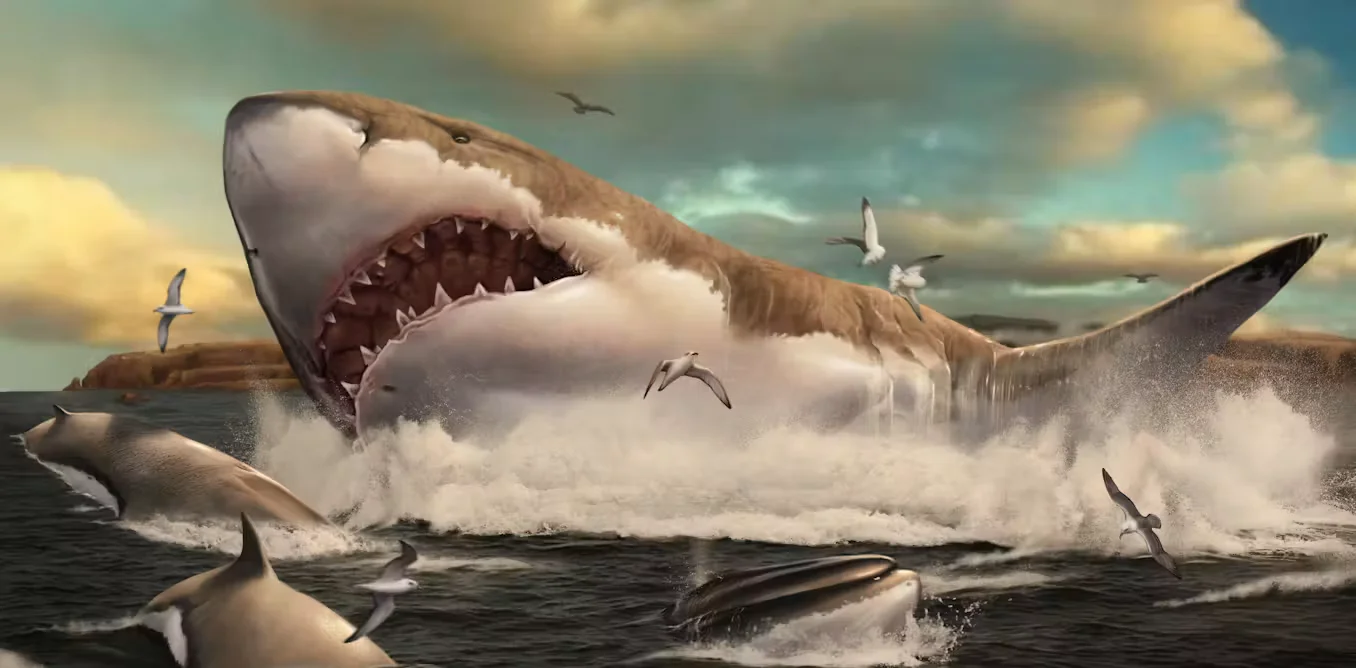 Rediscovered vertebrae reshape Megalodon size saga