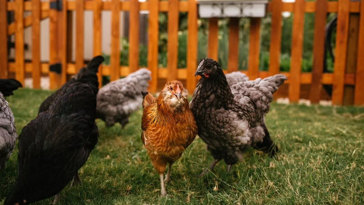Nationwide Salmonella Outbreak Linked to Backyard Chickens Prompts CDC Alert