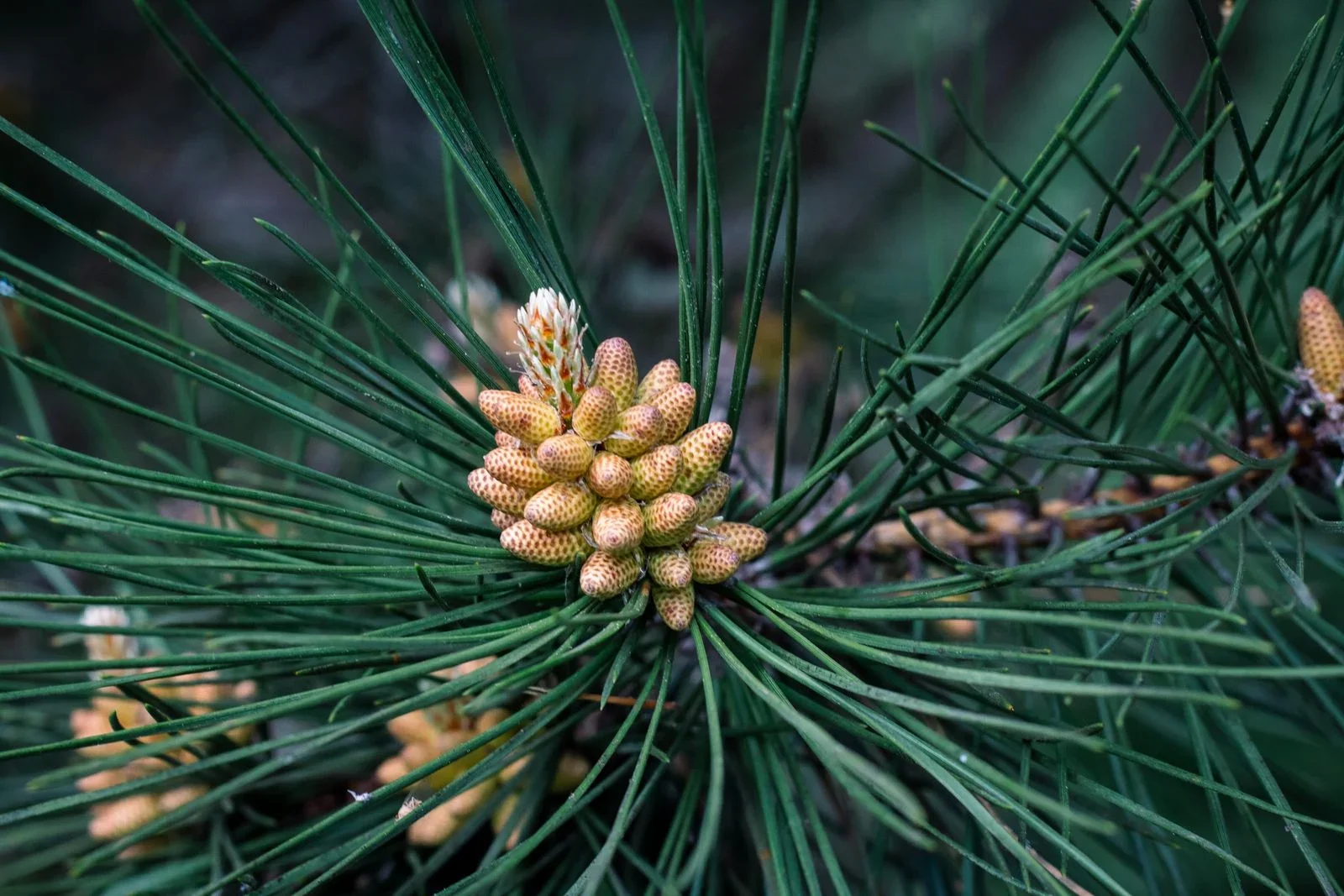Rope, Canyon, and a Living 90-Million-Year-Old Pine