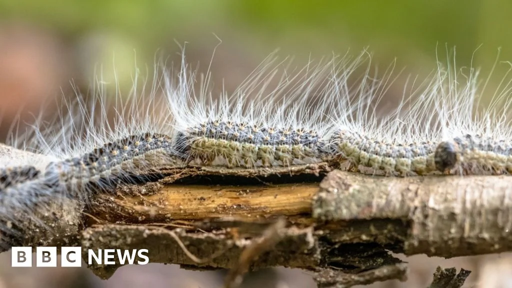 UK Warns Over Toxic Oak Caterpillars as Nests Multiply