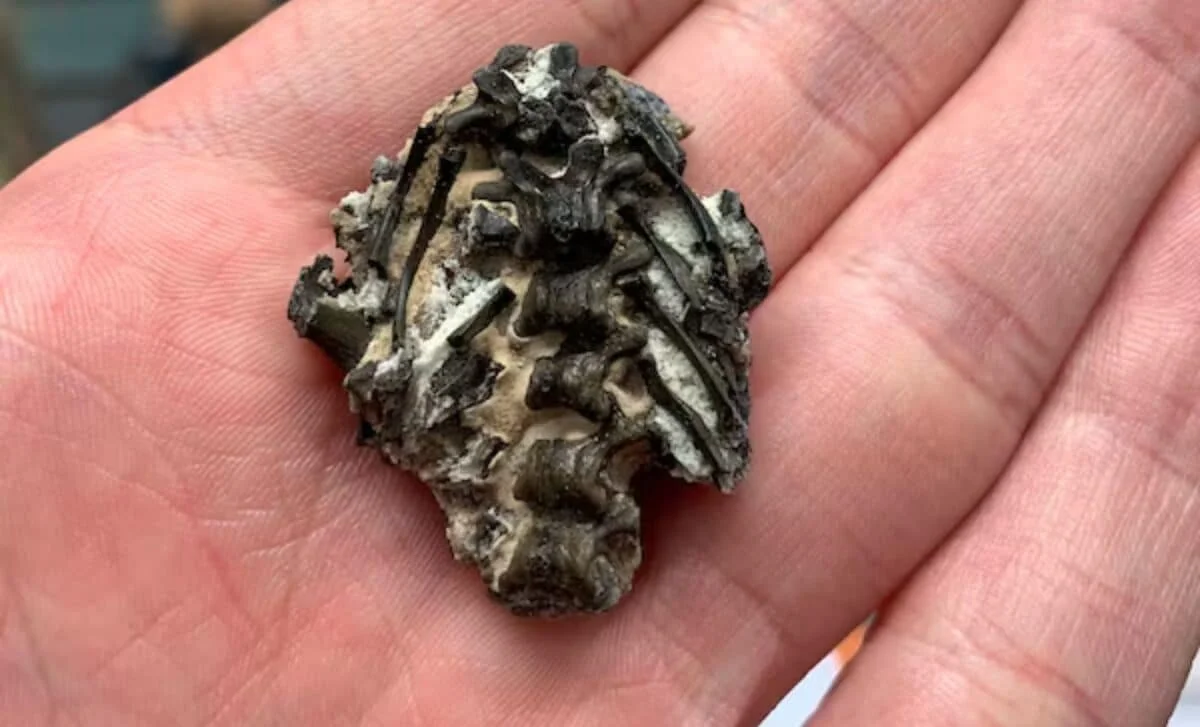 Ancient Skin-Preserved Fossil Unveils the Oldest Rib-Based Breathing System