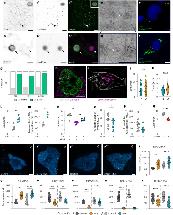 Neuronal lipid droplets coordinate whole-body energy balance with male-biased effects across species