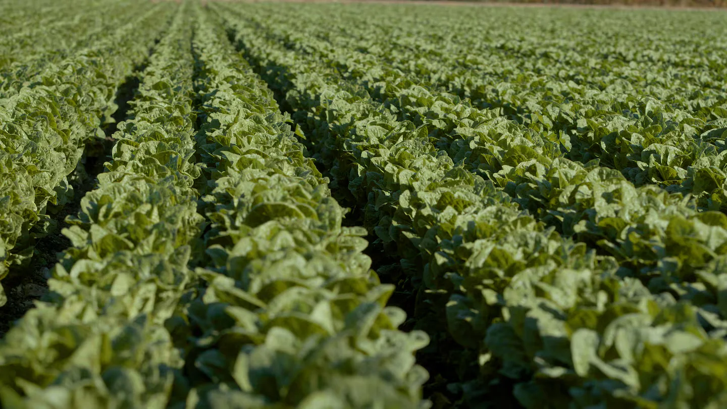 Cyclospora Surfaces in Massachusetts as Outbreak Investigations Continue