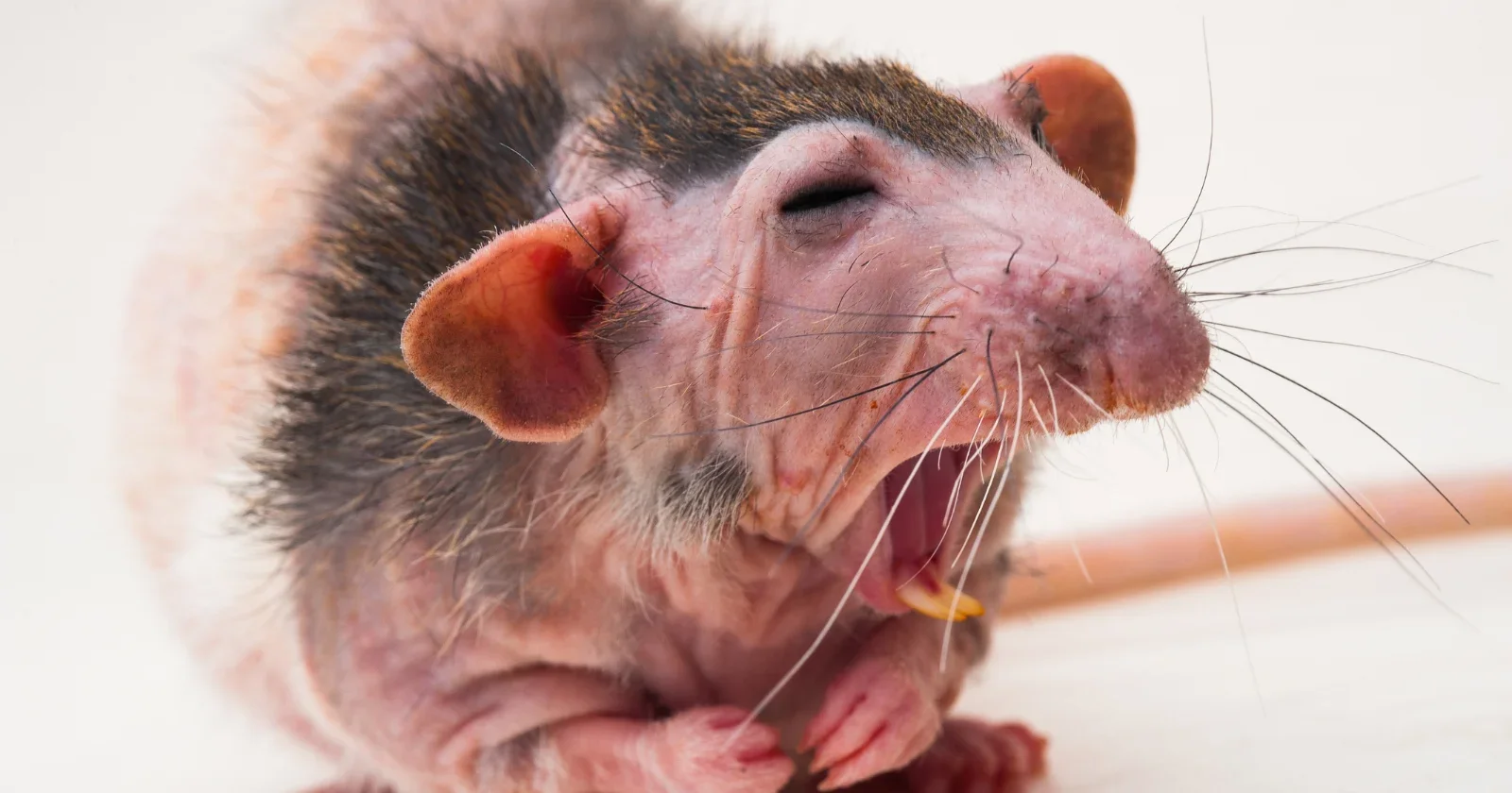 Four mutations in naked mole-rat cGAS unlock enhanced DNA repair and longevity