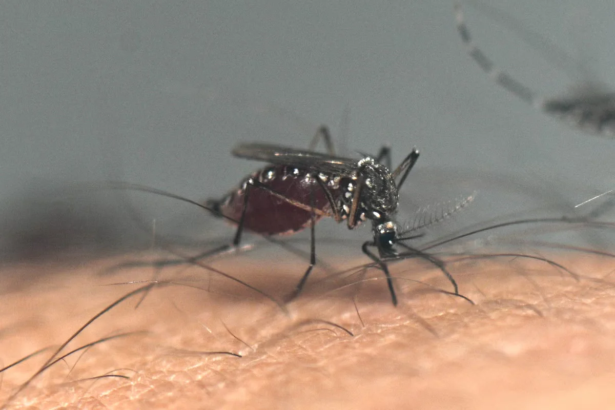 Drought Fuels West Nile Surge Across the U.S.