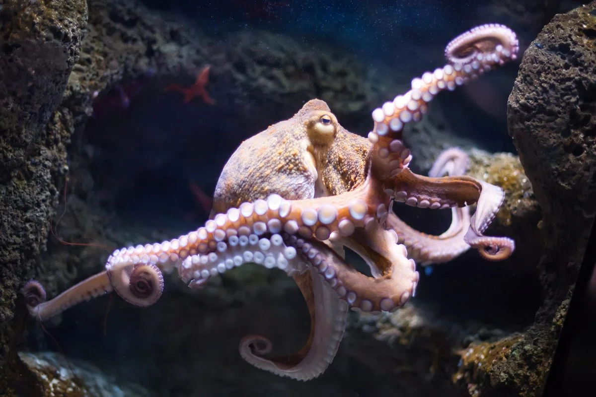 Octopuses Learn to Find Hidden Food Using Mirrors, Hinting at Mental Maps